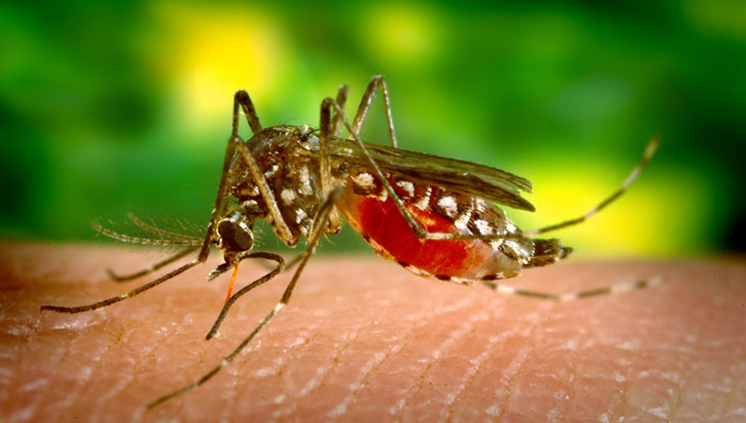 Aedes aegypti bloodfeeding CDC Gathany